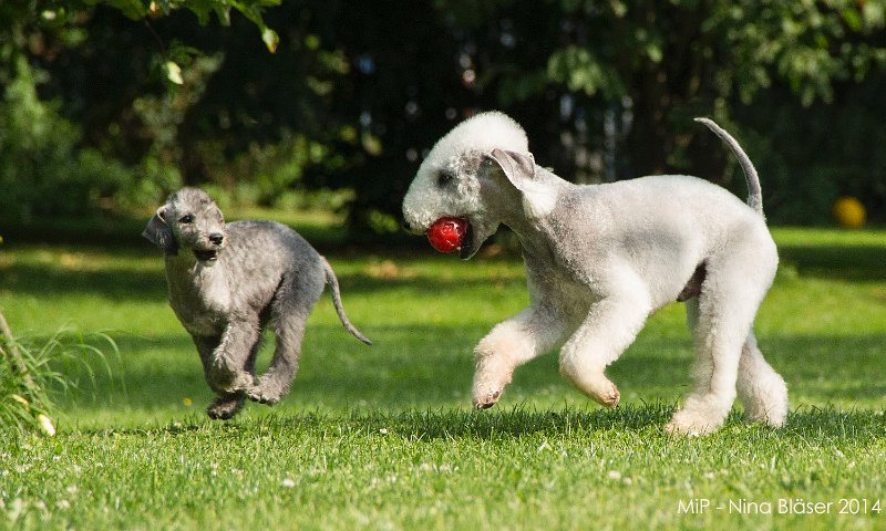 2014-06-06 Cherry & Quincy.jpg - 11 Wochen / 11 weeks